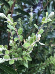 Spiraea prunifolia pseudoprunifolia
