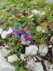 Linaria alpina