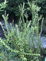 Spiraea prunifolia pseudoprunifolia
