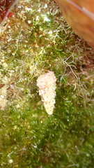Cerithium