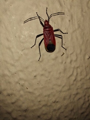 Dindymus sanguineus