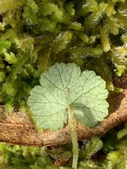 Hydrocotyle hirta