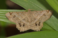 Chiasmia triangulata