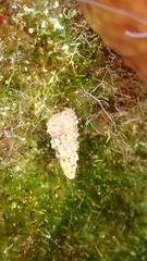 Cerithium