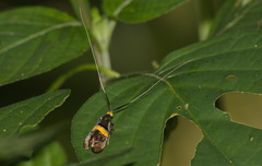 Nemophora decisella