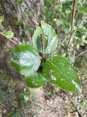 Populus