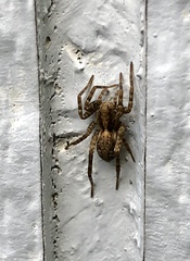 Pardosa