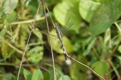 Orthetrum sabina