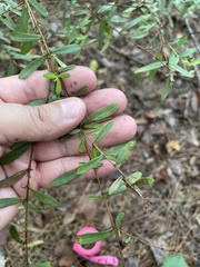 Hypericum hypericoides