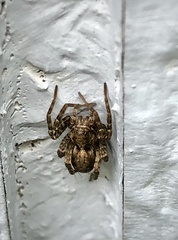 Pardosa
