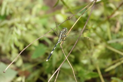 Orthetrum sabina