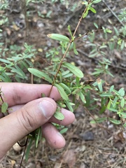 Hypericum hypericoides