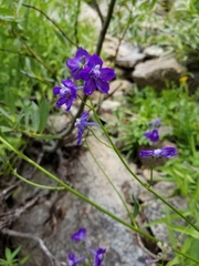 Delphinium polycladon