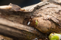 Crematogaster matsumurai