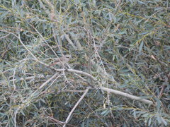 Lanius isabellinus