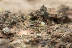 Crematogaster matsumurai