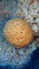 Hippospongia