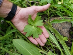 Delphinium polycladon