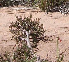 Hermannia joubertiana