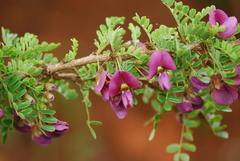 Ormocarpum trichocarpum