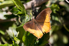 Eurytela dryope