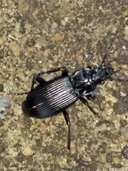 Pterostichus niger
