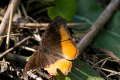 Eurytela dryope