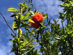 Punica