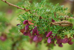 Ormocarpum trichocarpum