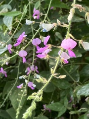 Desmodium canescens