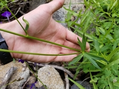 Delphinium polycladon