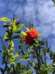 Punica