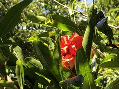 Punica
