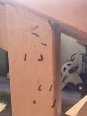 Phryganidia californica