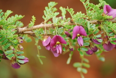 Ormocarpum trichocarpum