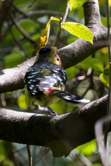 Trachyphonus vaillantii vaillantii