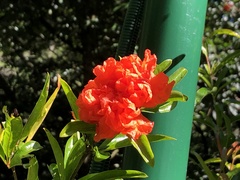 Punica
