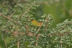 Ormocarpum trichocarpum