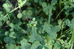 Trifolium pratense