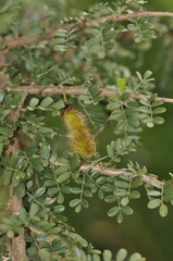 Ormocarpum trichocarpum