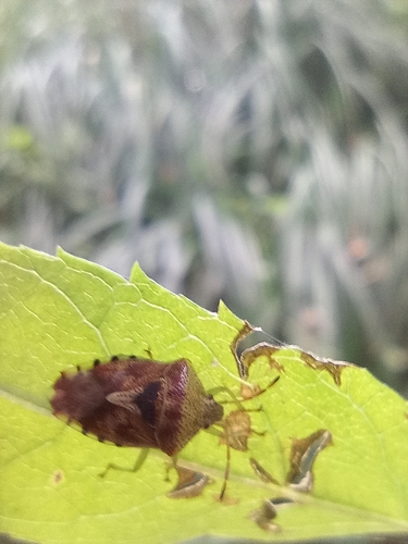 Elasmucha grisea