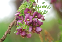 Ormocarpum trichocarpum