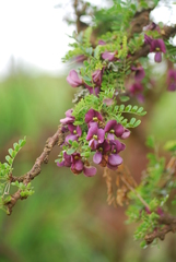 Ormocarpum trichocarpum