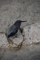 Butorides striata sundevalli