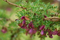 Ormocarpum trichocarpum