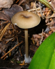 Entoloma