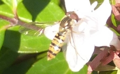 Meliscaeva cinctella