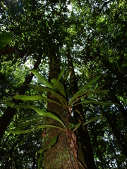 Elaphoglossum raywaense