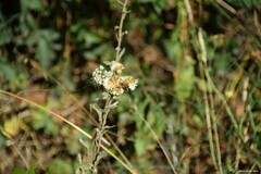 Helichrysum foetidum
