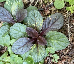 Ajuga reptans